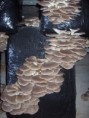 /album/fotogaleria/a4-cultivo-de-la-variedad-p-17-fungisem-jpg1/
